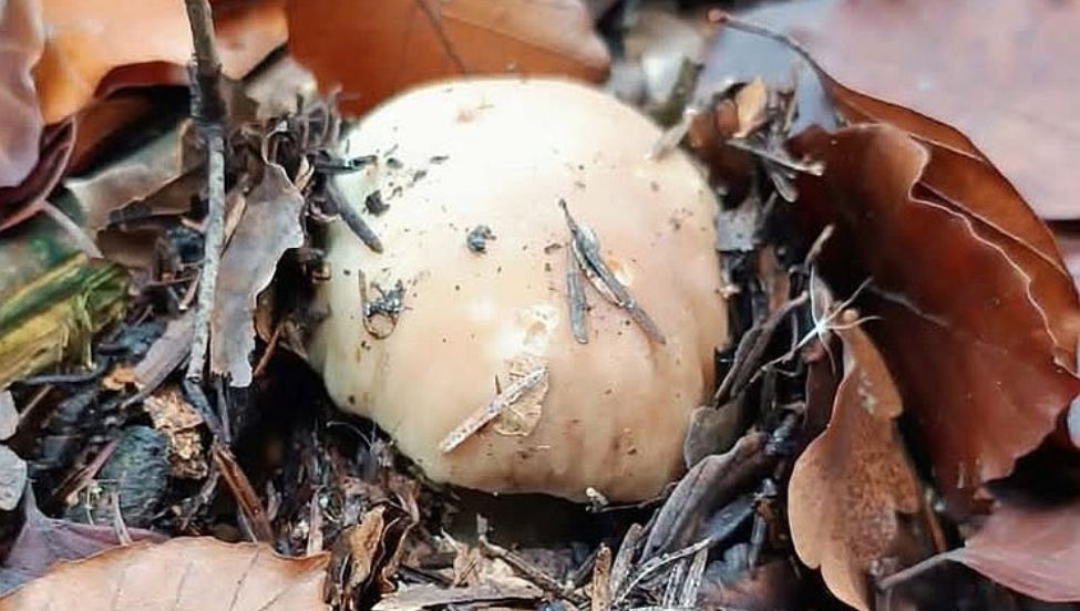 Poszła na grzyby w grudniu, pokazała efekty. "Zazdroszczę"