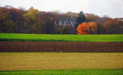 Obrót ziemią. Projekt zmian w ustawie w styczniu trafi do konsultacji