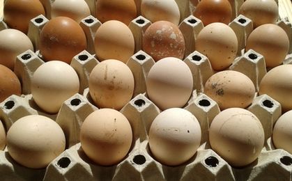 Zakażone salmonellą jajka z Polski trafiły na wspólny rynek UE