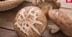 Grzyby shiitake. Bogactwo cennych składników