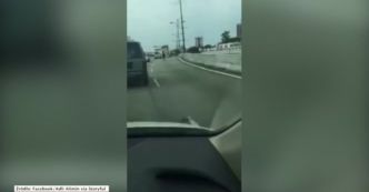 Galopujący koń na ruchliwej autostradzie w Malezji