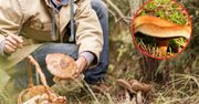 Wybitny znawca grzybów zmarł w męczarniach. Zjadł okaz, po który niektórzy wciąż sięgają