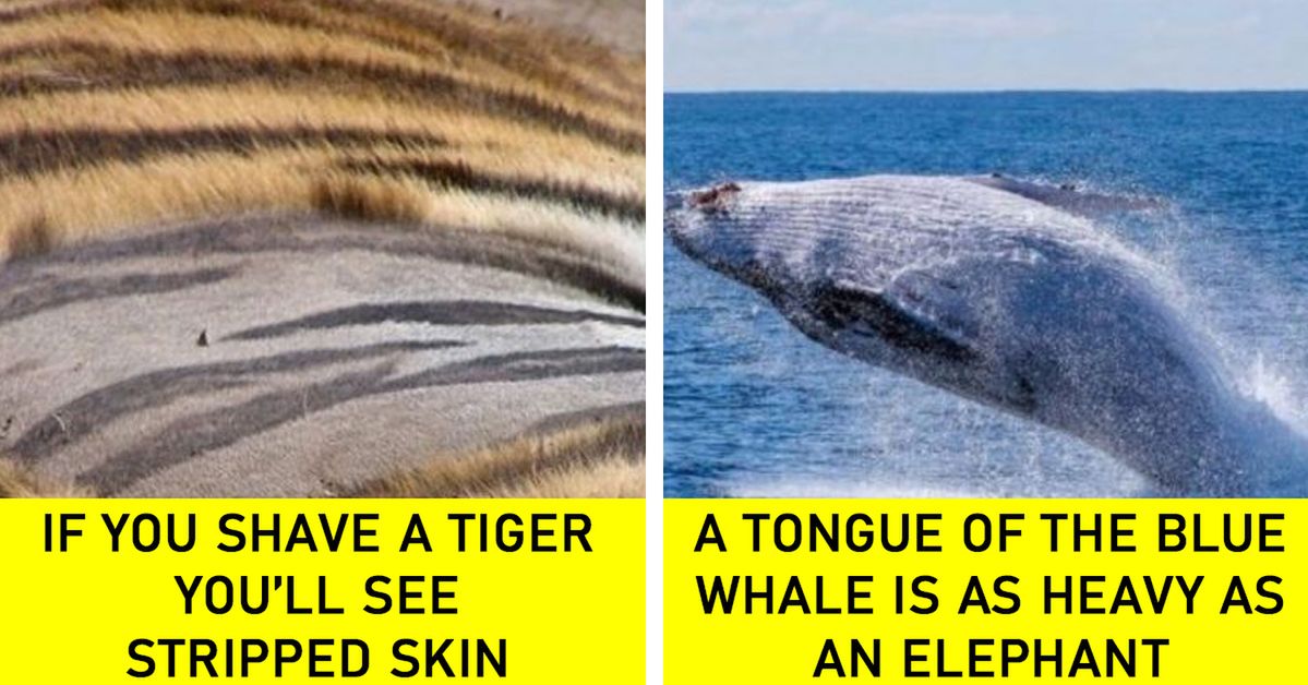 17 Astonishing Facts about Animals. They Will Help You Impress Even the Most Curious Child!