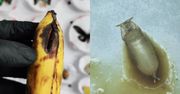 Pokazał zepsutego banana pod mikroskopem. "Straszne. Już nigdy więcej nawet nie tknę"