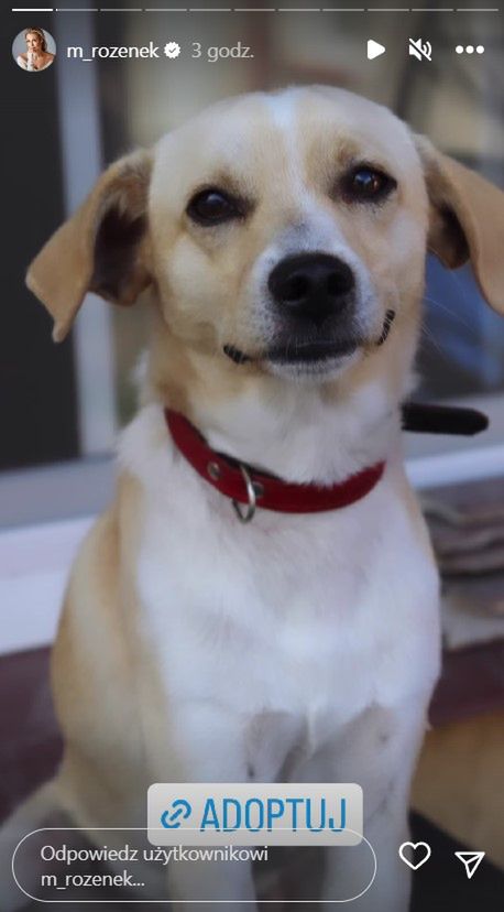 Małgorzata Rozenek poszukuje domu dla psów