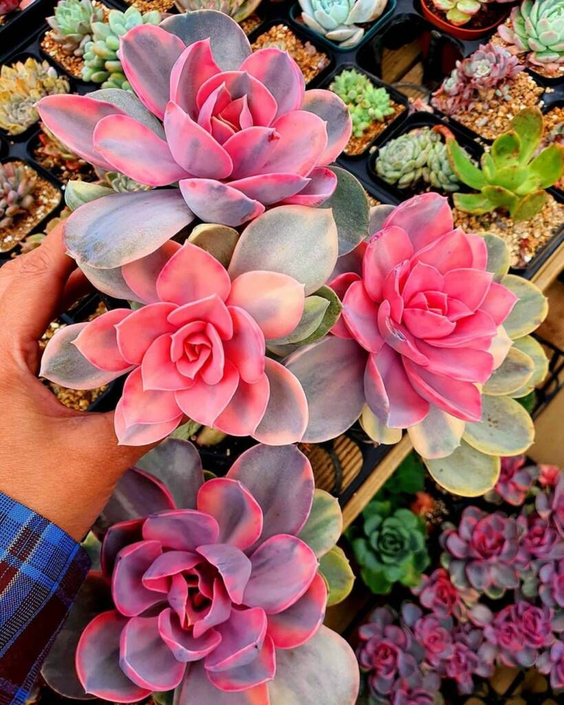 todaysucculent/instagram