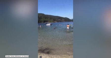 Plażowicze zaskoczeni pływającym jeleniem.