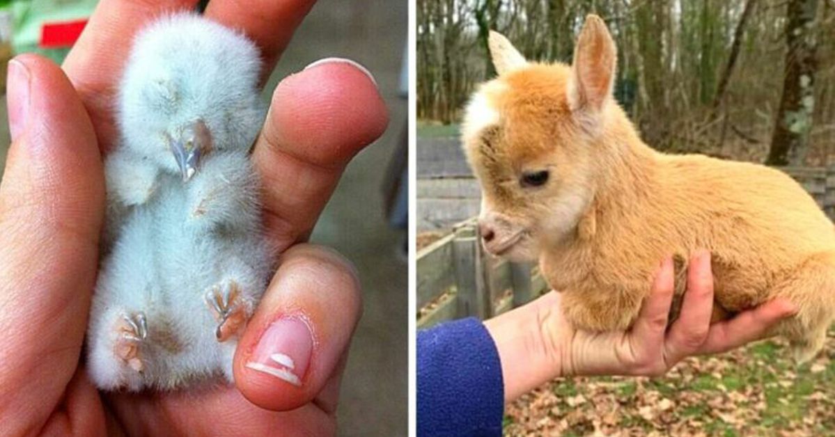 27 Baby Animals That Can Break Even the Hardest Hearts