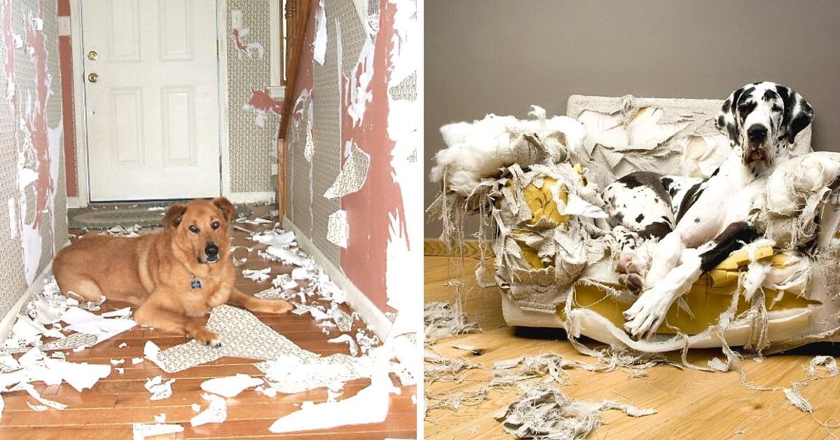 25 Pets From Hell. They Will Destroy Anything Standing in Their Way!