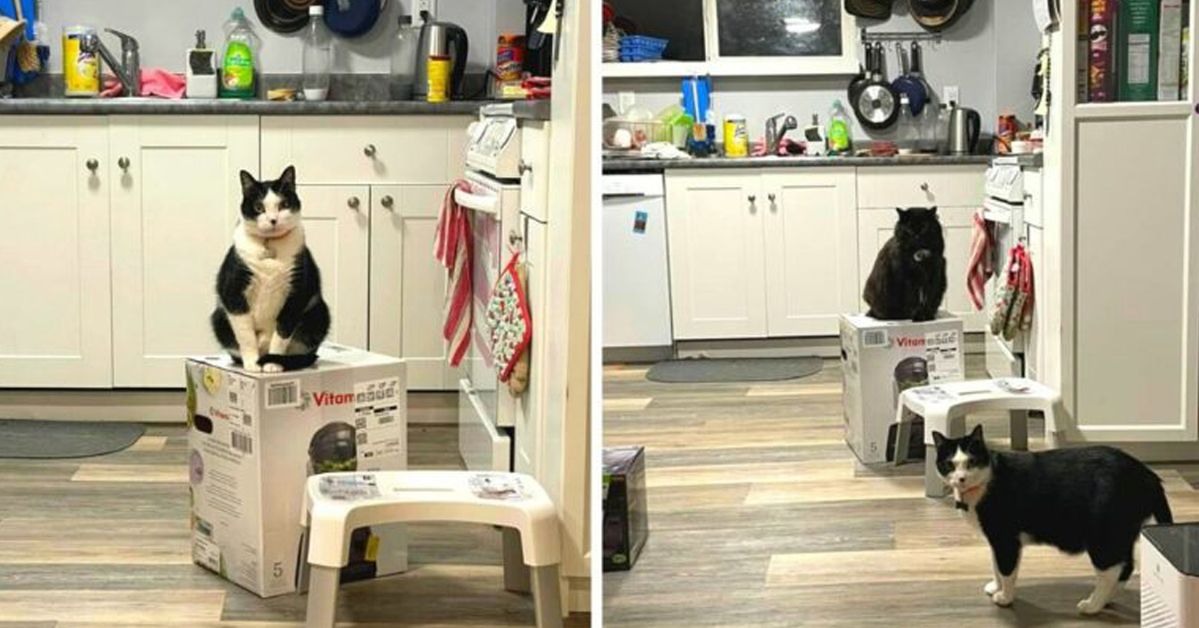 A Woman Asks a Company for Empty Cardboard Boxes as Her Cats Haven’t Been Letting Her Use Her Brand New Blender for 2 Weeks Now!