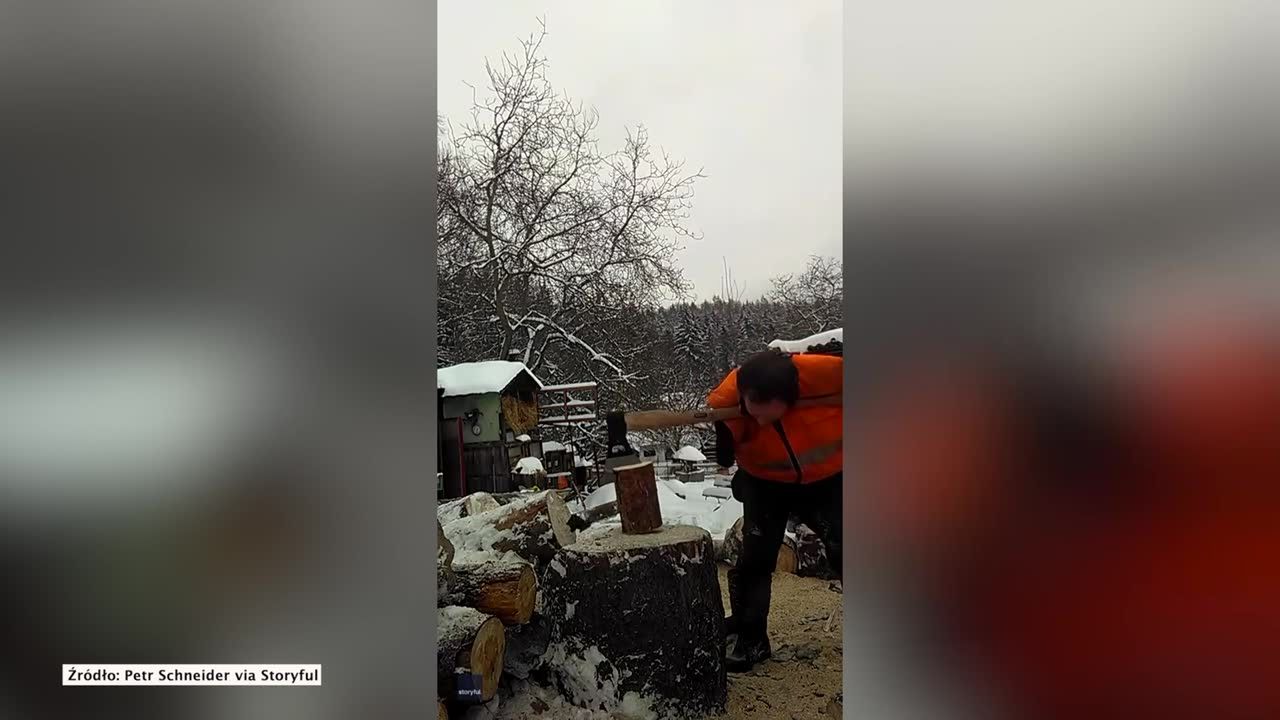 Nie ma rąk, a rąbię drzewo. Używa do tego… swojej brody