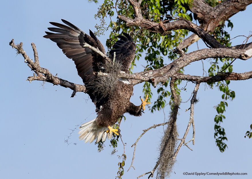 David Eppley/Comedy Wildlife Photography Awards