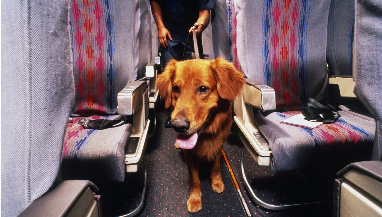 Planujesz wybrać się z psem w podróż samolotem? O tym będziesz musiał pamiętać