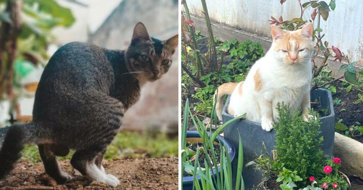 7 Ways to Keep Your Cat from Turning Your Garden into a Litter Box