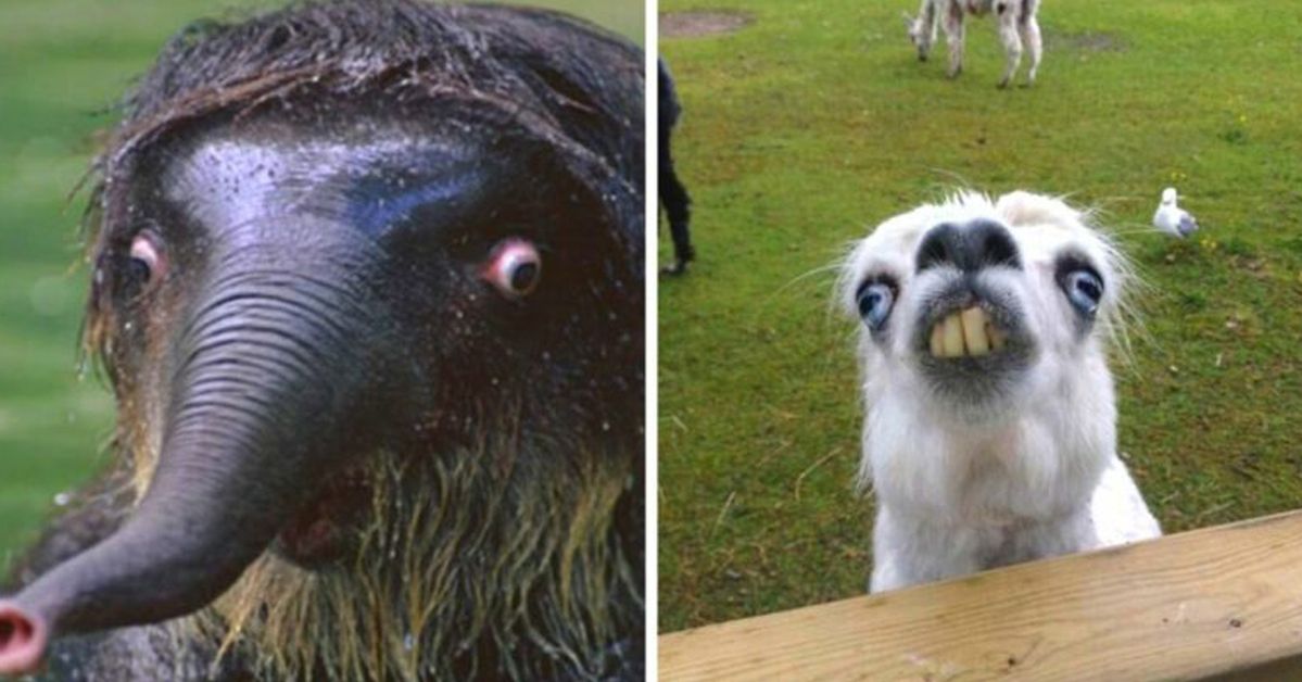 17 Animals to Take Part in ‘The Weirdest Face of the Year’ Contest!