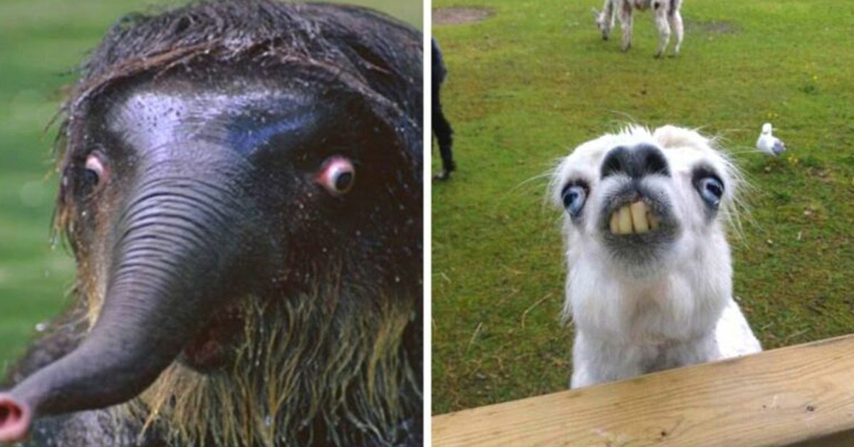17 Animals to Take Part in ‘The Weirdest Face of the Year’ Contest!