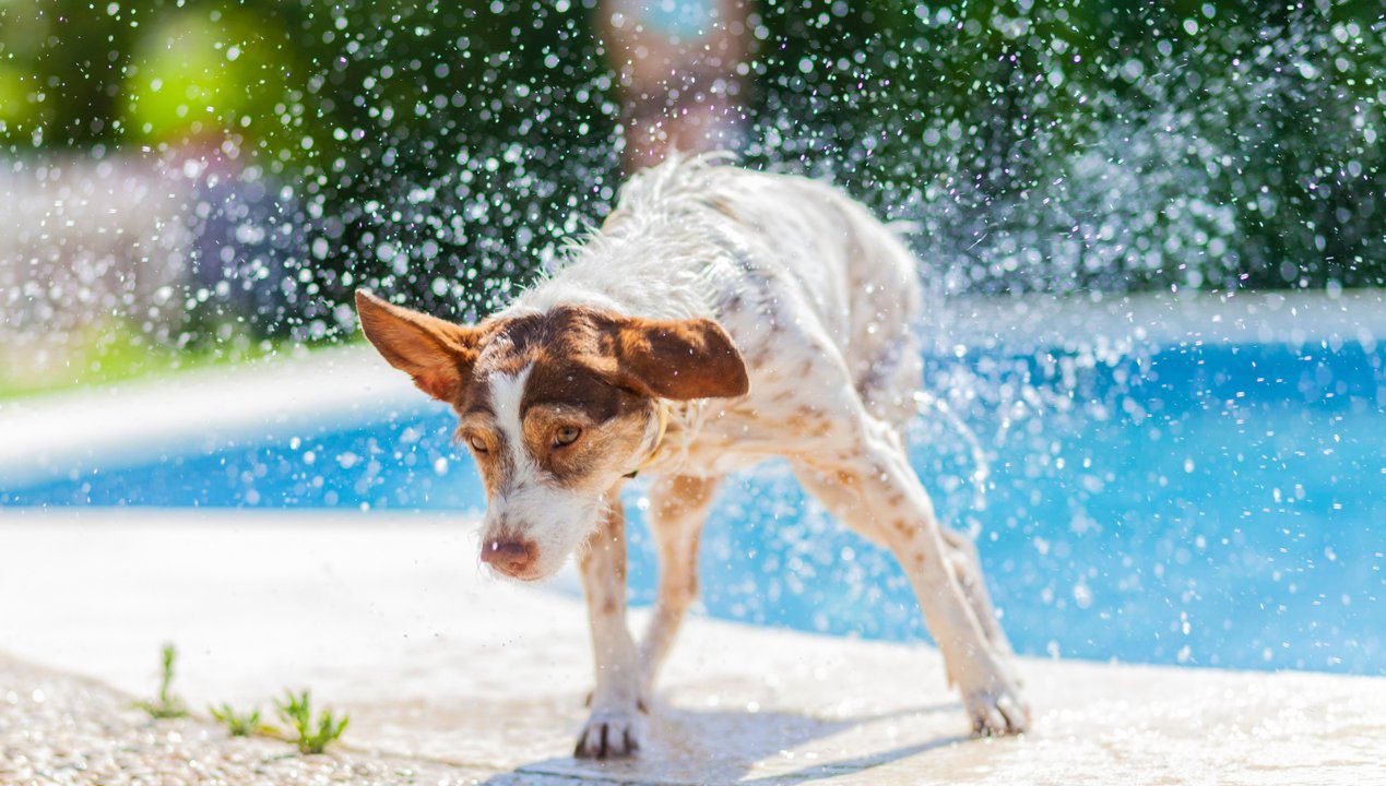 jak schłodzić psa w upały, fot. Getty Images