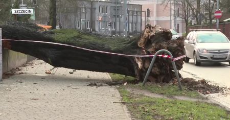 Porywisty wiatr przewracał drzewa i zrywał poszycie dachów w Szczecinie