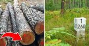 8 cennych informacji, dzięki którym każdy odnajdzie drogę w lesie. Bezcenne wskazówki dla wielbicieli pieszych wędrówek