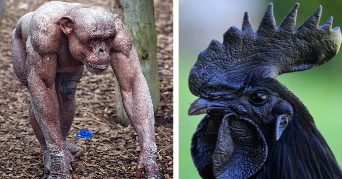 11 Unusual Animals Showing the Nature That You Didn’t Know Yet