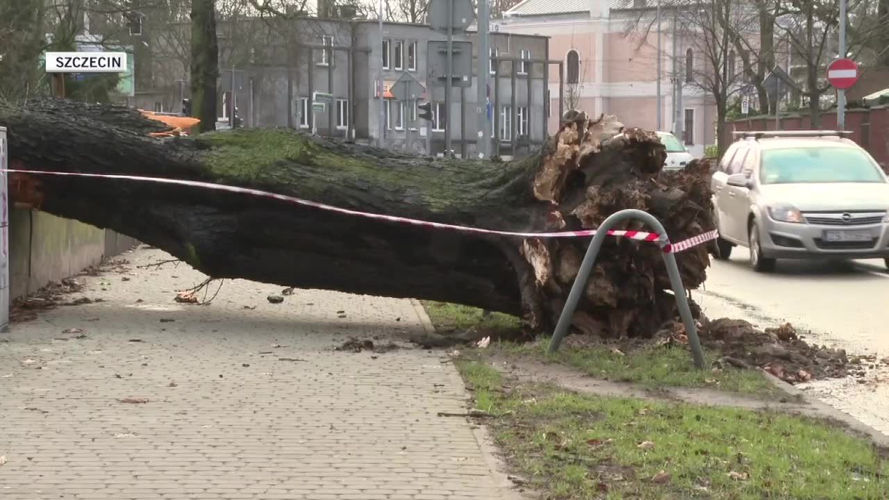 Porywisty wiatr przewracał drzewa i zrywał poszycie dachów w Szczecinie