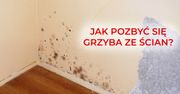 Jak pozbyć się grzyba ze ścian? Remont nie zawsze jest konieczny