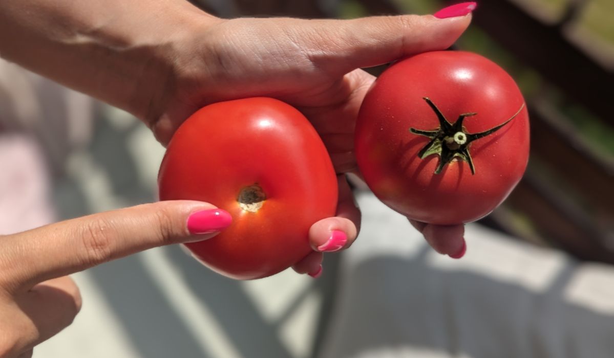 Kupując pomidory, koniecznie zwróć uwagę na jeden istotny detal