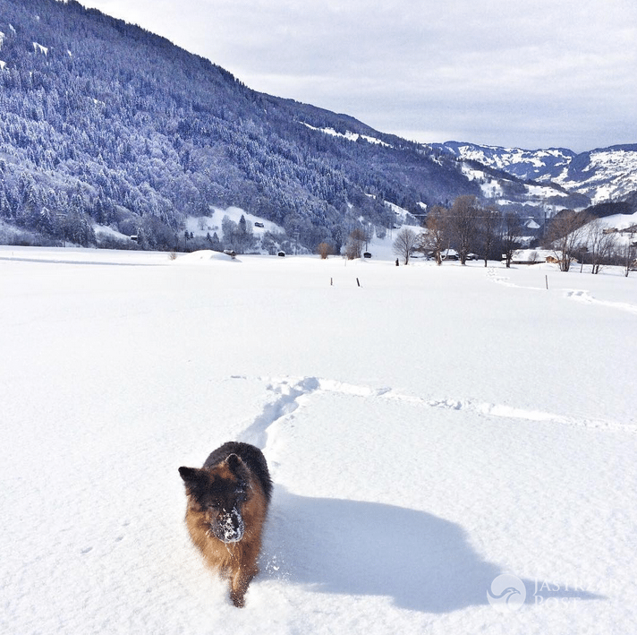 Ola Kwaśniewska narzeka na swojego psa - Instagram