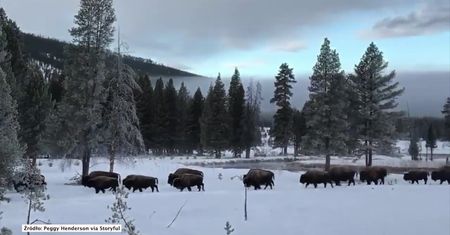Stado żubrów przemierza zaśnieżony Park Narodowy Yellowstone