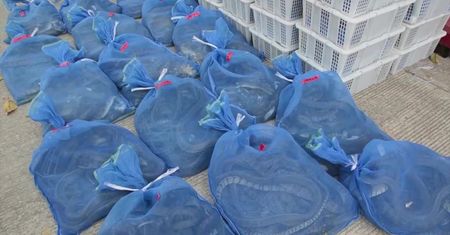 Przerobiony pickup wzbudził podejrzenia celników. Kierowca próbował przeszmuglować setki węży, jaszczurek i żółwi