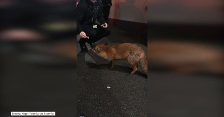 Chytry lis najadł się za darmo
