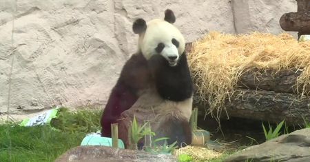W moskiewskim zoo świętowano urodziny dwóch pand wielkich. Zwierzęta otrzymały lodowe ciasta z kawałkami marchewki, jabłek i bambusa