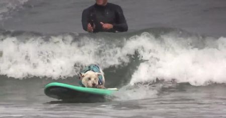 W Kalifornii odbyły się czwarte mistrzostwa w psim surfingu