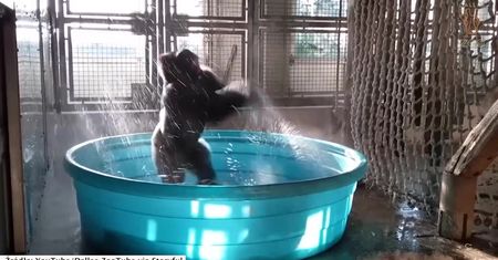 Radosne pląsy w basenie. Efektowny taniec goryla z amerykańskiego zoo