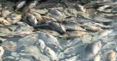 Tysiące martwych karpi w Eufracie. Władze odradzają Irakijczykom jedzenie ryb