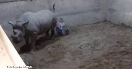 Nosorożec czarny przyszedł na świat w zoo w Wielkiej Brytanii