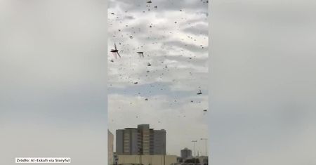 Ogromna plaga szarańczy w Bahrajnie. Wcześniej zaatakowała Afrykę