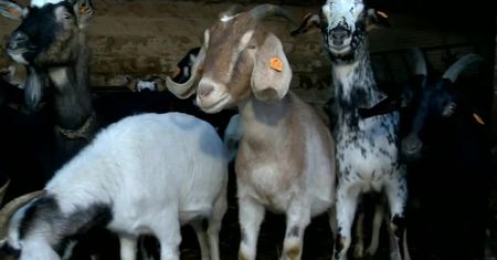 Konie, gęsi, a nawet ptaszniki. Ranczo dla porzuconych i maltretowanych zwierząt na Podlasiu
