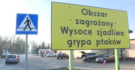 Kolejne ognisko ptasiej grypy w Wielkopolsce. Stado 20 tys. kaczek zostanie uśpionych