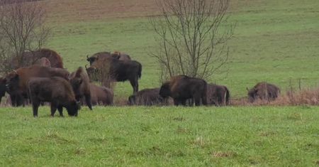 Około 80 żubrów pasło się przy drodze na Podlasiu