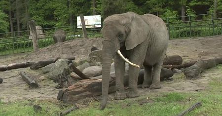 Zoo w Gdańsku znów otwarte dla zwiedzających. Obowiązuje limit gości