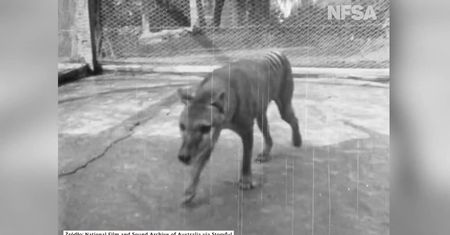 Ostatnie wideo wilkowora tasmańskiego. Gatunek wymarł w 1936 roku