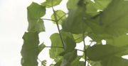 Hiszpańskie drzewa tlenowe uratują atmosferę? Kilka rośnie już w Łodzi