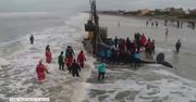 Wieloryb utknął na plaży u wybrzeży Argentyny. Uratowano go po 28-godzinnej akcji ratowniczej