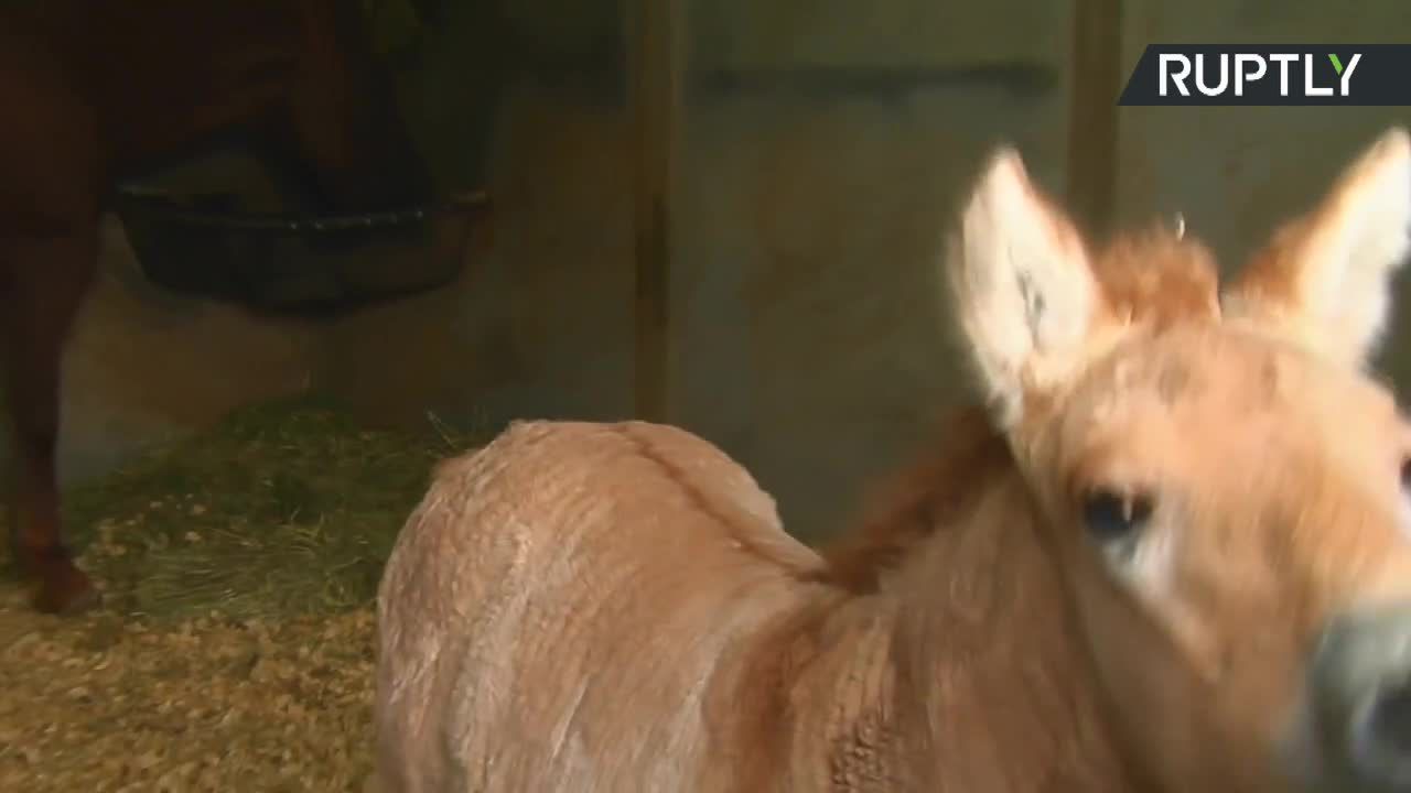 Pierwszy raz w historii sklonowano konia Przewalskiego z zamrożonego materiału genetycznego. To gatunek wymarły na wolności