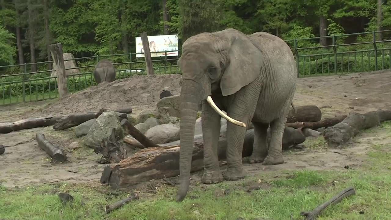 Zoo w Gdańsku znów otwarte dla zwiedzających. Obowiązuje limit gości