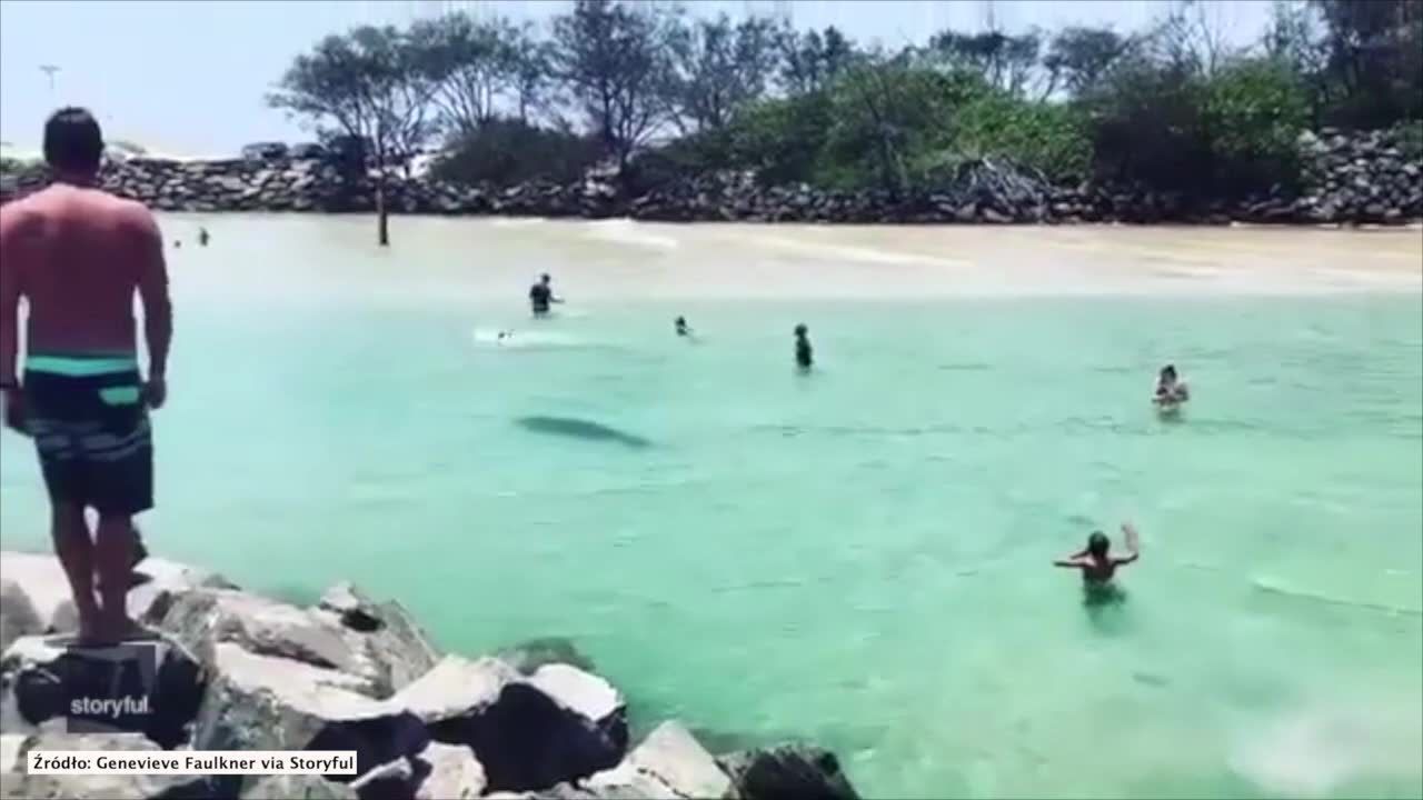 Niepodziewany gość na plaży w Nowej Południowej Walii. Delfin pływał z wczasowiczami