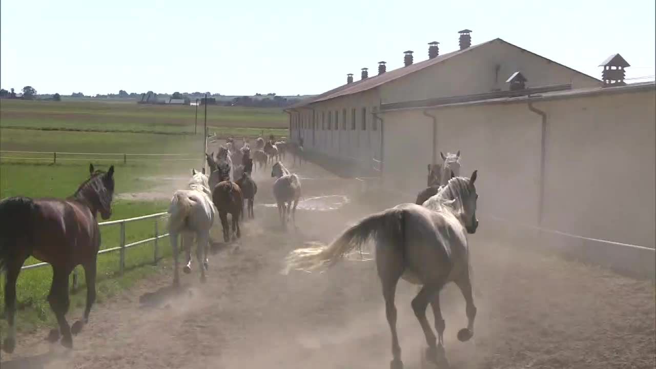 “Są sprzedawane, nikt nie wie do kogo i za ile” Co się dzieje z koniami z Janowa Podlaskiego?