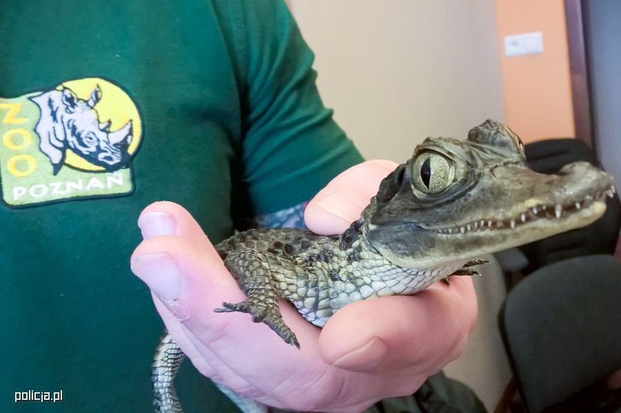 Zagrożony wyginięciem kajman znaleziony w prywatnym mieszkaniu. Zwierzę trafiło do poznańskiego zoo