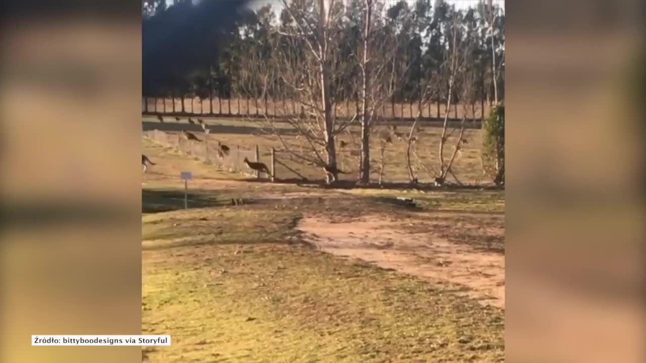 Inwazja kangurów na australijskie miasta. Poszukują wody i pożywienia